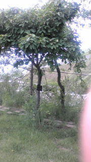 20100622130535.jpg